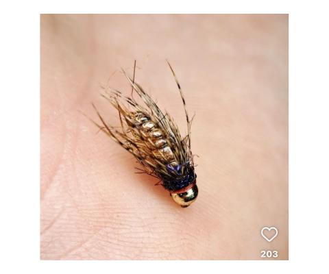 Biots  lotki indyka